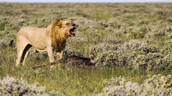 Namibia, Etosha NP Male lion roars over carcass